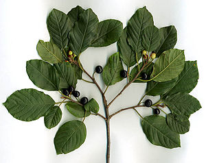 Rhamnus frangula