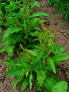 Rumex obtusifolius