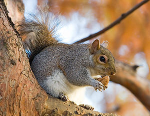 Sciurus carolinensis