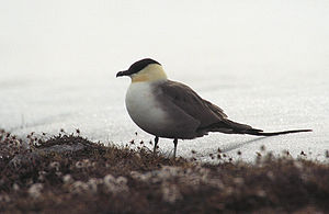 Stercorarius longicaudus