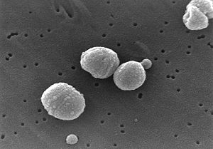 Streptococcus pneumoniae