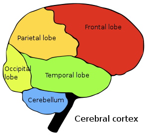 Temporal lob