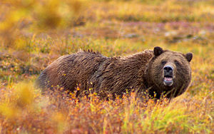 Ursus arctos horribilis