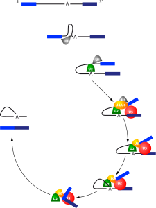 Uçbirleştirme (genetik)