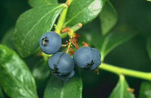 Vaccinium myrtillus