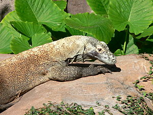 Varanus komodoensis