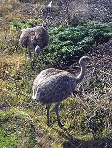 Rhea pennata