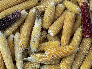 Zea mays everta