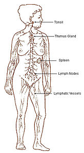 İkincil lenfoid organlar