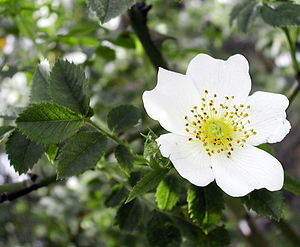 Rosaceae