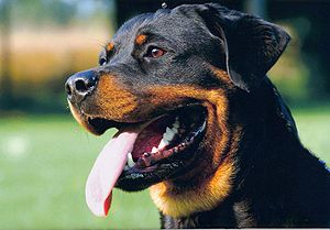 Rottweiler