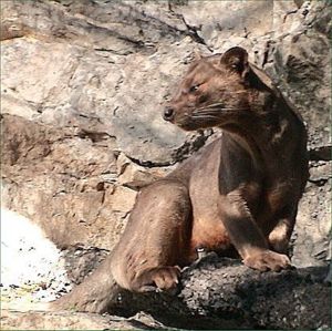 Fossa