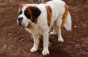 Saint Bernard