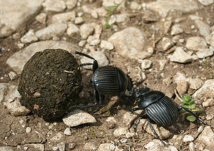 Scarabaeidae