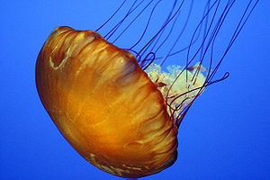 Scyphozoa