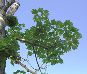 Sterculiaceae