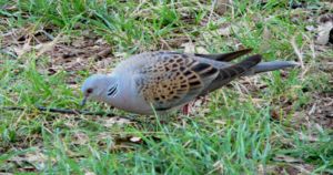 Streptopelia turtur