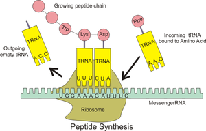 TRNA