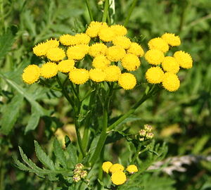 Tanacetum