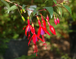 Fuchsia