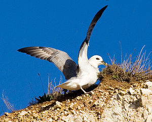 Fulmar