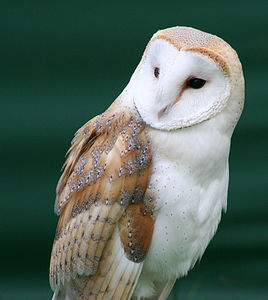 Tyto