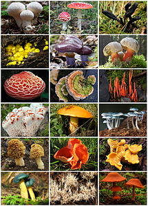 Fungi