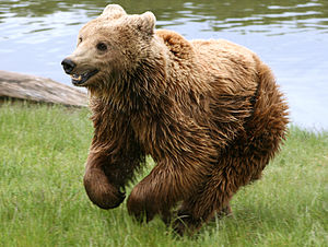 Ursus arctos