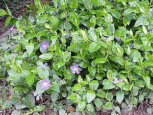 Vinca