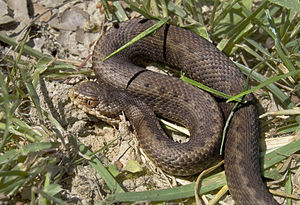 Vipera