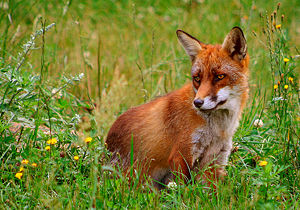 Vulpes vulpes