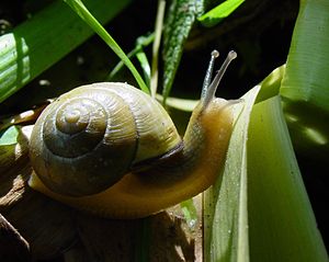 Gastropoda