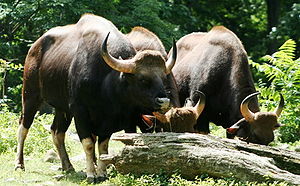 Gaur