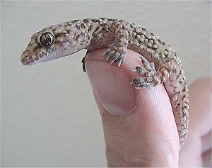 Gecko