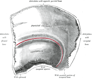 Paryetal Kemik