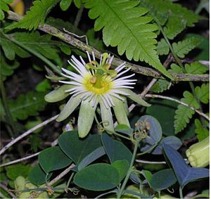 Passiflora arbelaezii