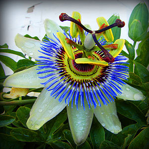 Passiflora caerulea