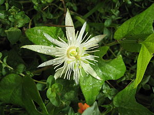 Passiflora capsularis