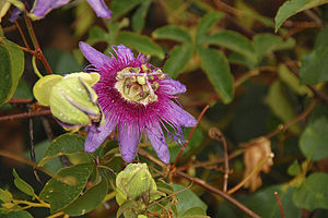 Passiflora cincinnata