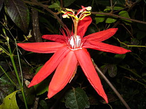 Passiflora coccinea