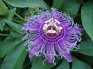 Passiflora incarnata