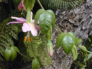 Passiflora tarminiana