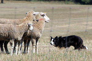 Pastoral köpek