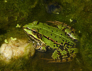 Pelophylax