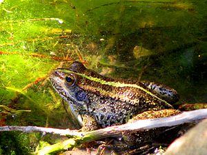 Pelophylax bedriagae