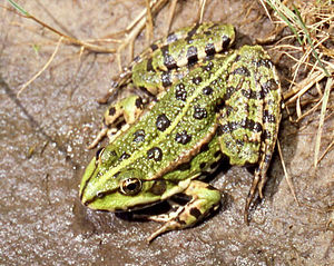 Pelophylax ridibundus