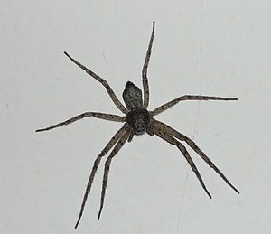 Philodromidae