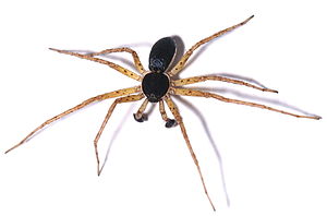 Philodromus