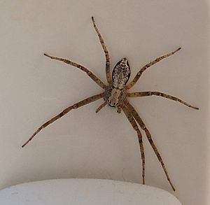 Philodromus aureolus