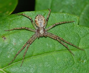 Philodromus cespitum